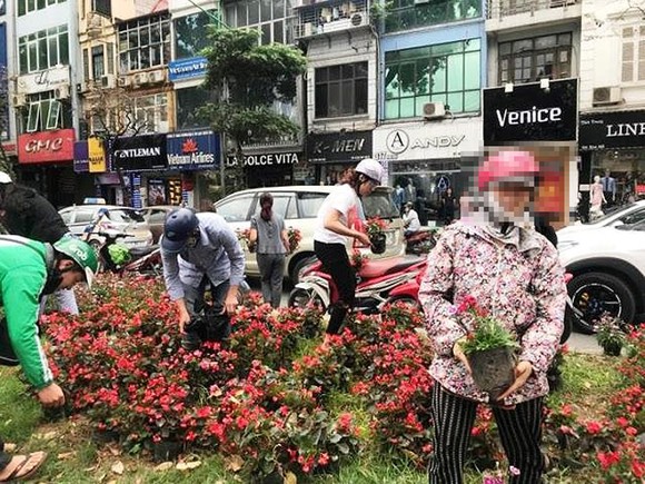 Công ty Công viên cây xanh Hà Nội: Khó thể đảm bảo không tái diễn cảnh "hôi" hoa ảnh 2