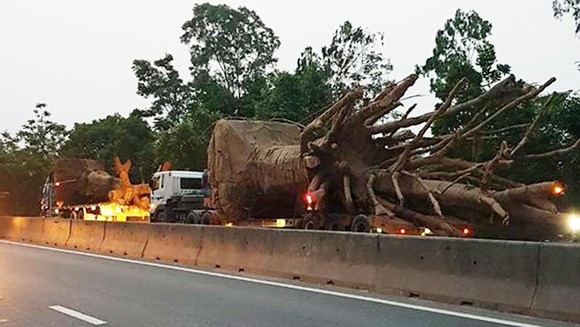 3  ô tô chở 3 cây gỗ khủng lưu thông trên Quốc lộ 1A đoạn qua địa bàn tỉnh Thừa Thiên - Huế