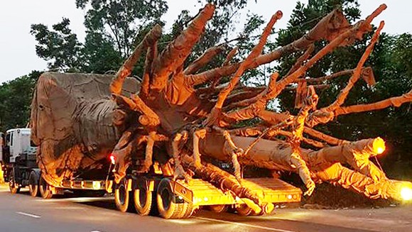 Phát hiện 3 xe chở 3 cây gỗ khổng lồ qua Thừa Thiên - Huế ảnh 1
