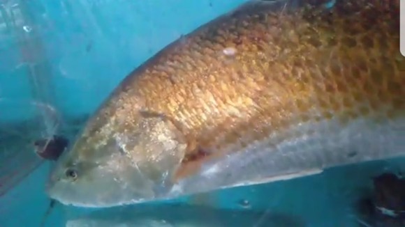 VIDEo: Thanh niên đi câu lúc rạng sáng bắt được cá lạ nghi là cá sủ vàng ảnh 2