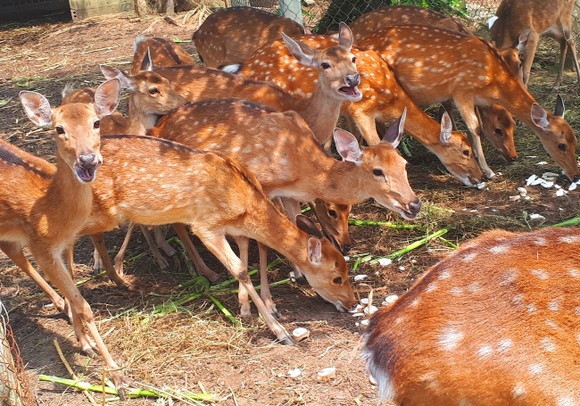 Hà Tĩnh: Một huyện miền núi thu lộc nhung hươu hàng trăm tỷ đồng ảnh 2