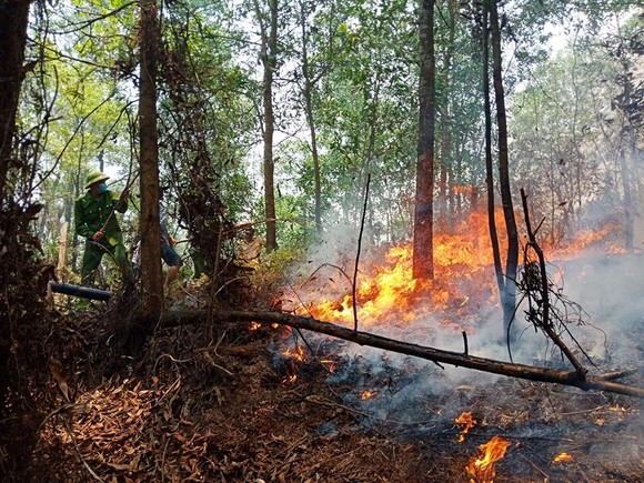 Lại xảy ra cháy rừng tại Hà Tĩnh ảnh 3