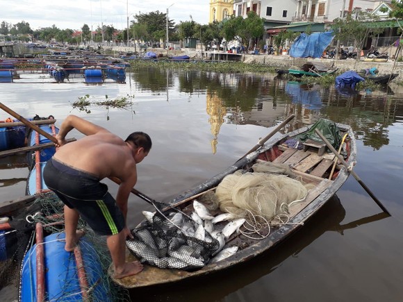 Hàng tấn cá nuôi trong lồng bè trên sông bị chết hàng loạt chưa rõ nguyên nhân ảnh 1