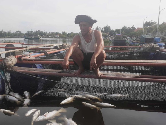 Hàng tấn cá nuôi trong lồng bè trên sông bị chết hàng loạt chưa rõ nguyên nhân ảnh 2