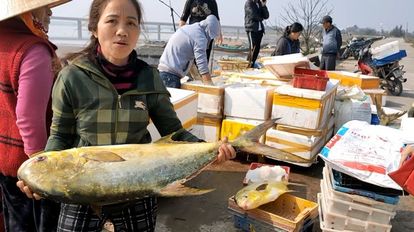 Ngư dân Hà Tĩnh trúng mẻ cá chim vây vàng khoảng 600 triệu đồng ảnh 3