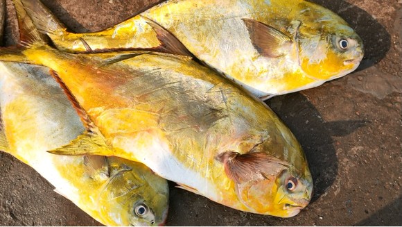 Ngư dân Hà Tĩnh trúng mẻ cá chim vây vàng khoảng 600 triệu đồng ảnh 6