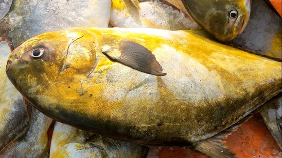 Ngư dân Hà Tĩnh trúng mẻ cá chim vây vàng khoảng 600 triệu đồng ảnh 7