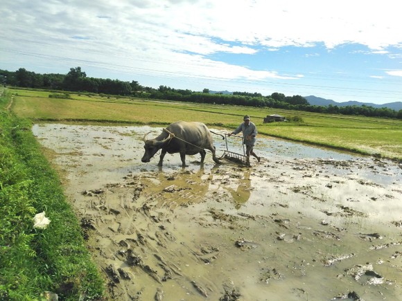 Hà Tĩnh: Hàng ngàn hecta lúa bị hư hỏng do ảnh hưởng mưa lớn phải gieo sạ lại ảnh 1