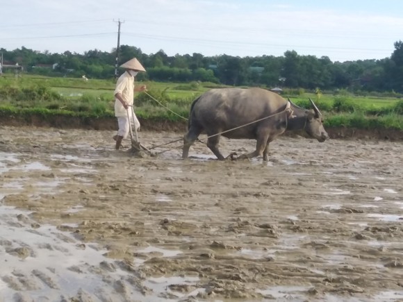 Hà Tĩnh: Hàng ngàn hecta lúa bị hư hỏng do ảnh hưởng mưa lớn phải gieo sạ lại ảnh 2