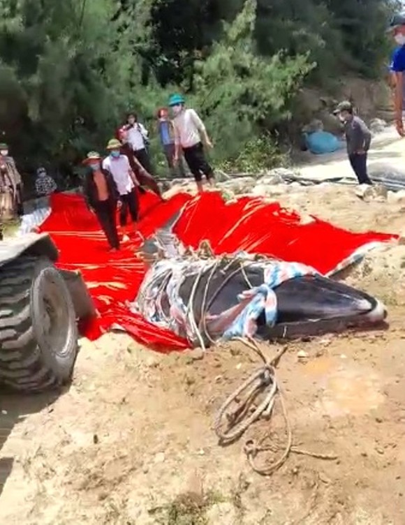 Cá voi 800kg trôi dạt vào bờ biển Hà Tĩnh ảnh 4