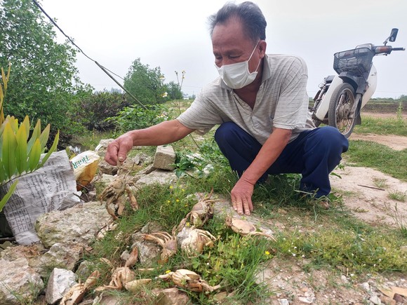 Ông Thạch Hữu Trung (70 tuổi, ở xã Đan Trường) bên một số xác cua đang phân hủy