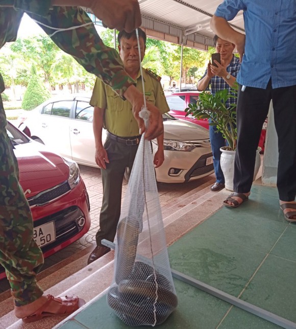 Rắn hổ mang chúa dài hơn 3m, nặng 2,6kg bò vào trường học ảnh 3