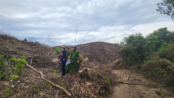Đình chỉ công tác trưởng phòng quản lý bảo vệ rừng để xác minh vụ phá rừng  ảnh 6