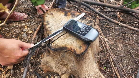 Đình chỉ công tác trưởng phòng quản lý bảo vệ rừng để xác minh vụ phá rừng  ảnh 7