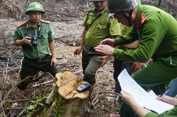 Đình chỉ công tác trưởng phòng quản lý bảo vệ rừng để xác minh vụ phá rừng  ảnh 9