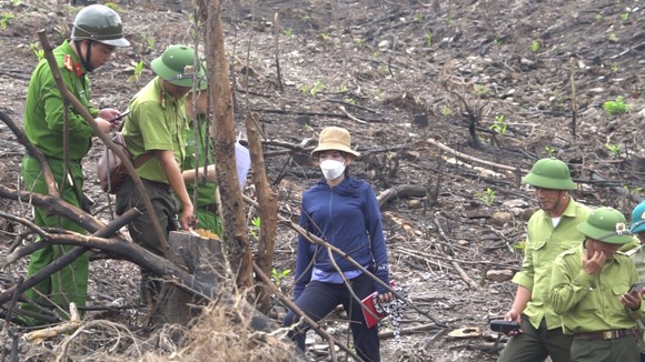 Đình chỉ công tác trưởng phòng quản lý bảo vệ rừng để xác minh vụ phá rừng  ảnh 4