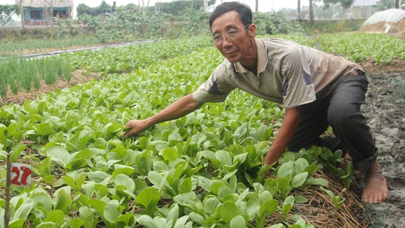 Cuộc sống người dân xã Tân Nhựt ngày càng khấm khá  nhờ các mô hình trồng rau sạch 