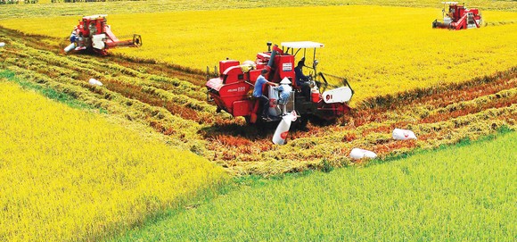 Đẩy mạnh cơ giới hóa nông nghiệp ĐBSCL                                                           Ảnh: DUY BẰNG