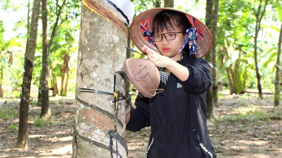 Tranh thủ ngày nghỉ học, Trang về Bình Phước, theo mẹ lên lô  bóc mủ cao su thuê