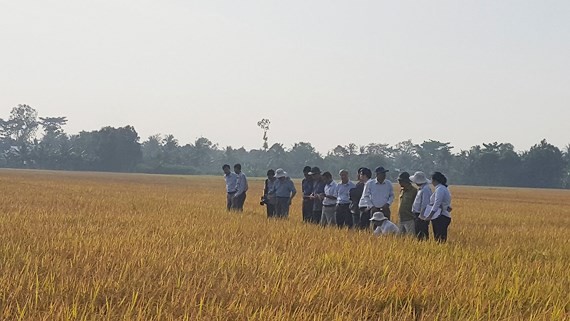 Cánh đồng lúa tại xã Mỹ Lộc đang được người dân canh tác theo phương thức hữu cơ