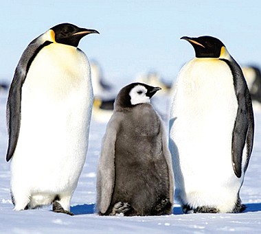 Hàng ngàn chim cánh cụt chết vì biến đổi khí hậu