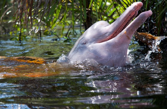 Cá heo vùng Amazon bị nhiễm thủy ngân