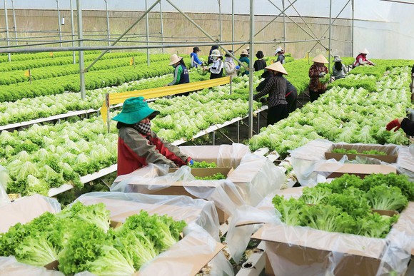 Sản xuất nông nghiệp công nghệ cao giúp nông dân làm giàu tại tỉnh Lâm Đồng. Ảnh: ĐOÀN KIÊN