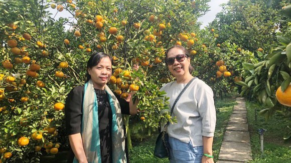 Du khách thích thú chụp hình lưu niệm bên vườn quýt Lai Vung đang vào mùa chín rộ dịp tết