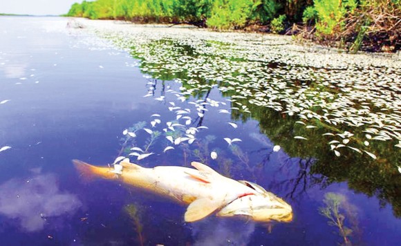 Cá chết hàng loạt do ô nhiễm môi trường ở bang Lousiana, Mỹ 