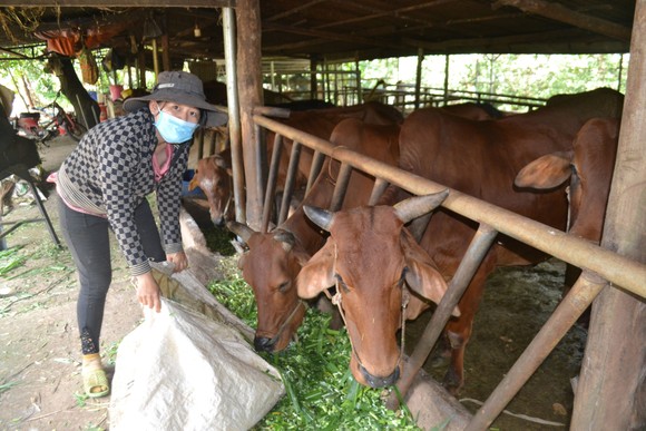 Các hộ dân ở huyện Bù Đốp làm chuồng trại kiên cố  để nuôi bò, tăng thêm thu nhập