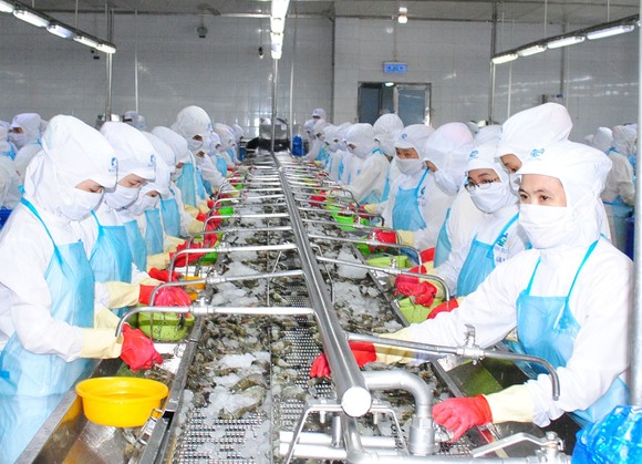 Cà Mau dẫn đầu cả nước về xuất khẩu tôm  với kim ngạch hơn 1 tỷ USD mỗi năm