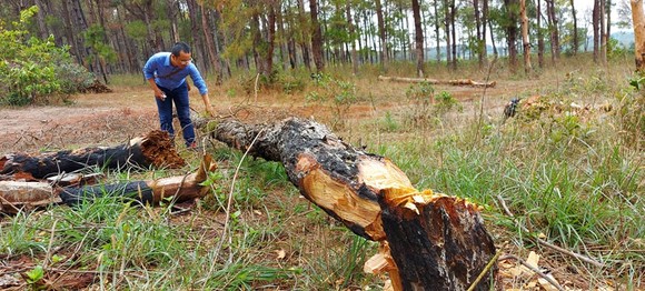 Gia Lai: Rừng thông Đăk Đoa bị 'xẻ thịt' ảnh 1