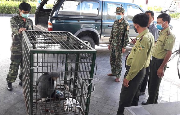 Giải cứu thú hoang ảnh 4