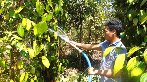 Người dân xã Thống Nhất (huyện Bù Đăng, tỉnh Bình Phước) phải dẫn nước từ hồ suối để tưới cho hồ tiêu 