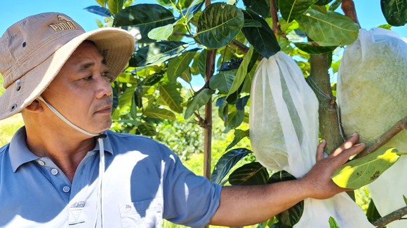 Anh Trần Văn Tuấn, một nông dân làm giàu thành công ở bản Chuôn, bên vườn cây của gia đình