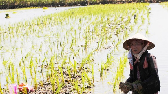 Do hệ thống thủy lợi chưa hoàn chỉnh, nên người dân sản xuất lúa tôm tại ĐBSCL còn bấp bênh 