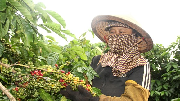 Người dân huyện Chu Pah, tỉnh Gia Lai thu hái cà phê. Ảnh: HỮU PHÚC