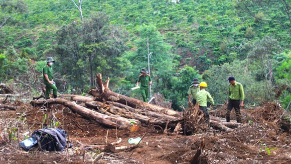 Cơ quan chức năng khám nghiệm hiện trường vụ phá rừng tại tiểu khu 613, xã Lộc Phú, huyện Bảo Lâm, tỉnh Lâm Đồng