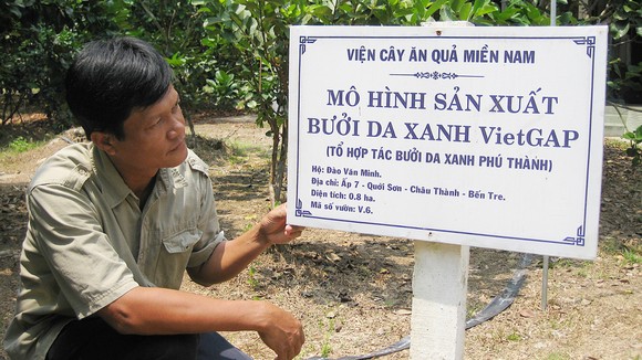 Sản xuất bưởi da xanh VietGAP ở Tổ hợp tác Phú Thành  (xã Quới Sơn, huyện Châu Thành, tỉnh Bến Tre)