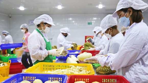 Sầu riêng và niềm vui chung ảnh 6