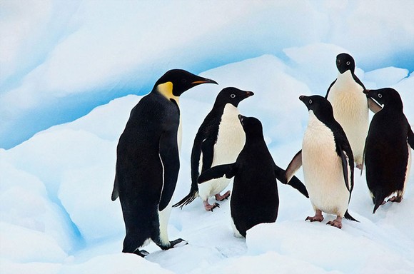 Phát hiện mới về sự tồn tại của  chim cánh cụt ở Nam cực