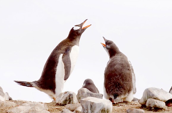 Nguy cơ tuyệt chủng loài chim cánh cụt 