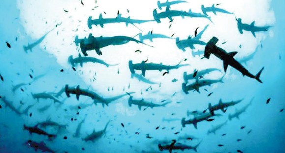 Ecuador phát hiện vùng sinh sản của cá nhám búa