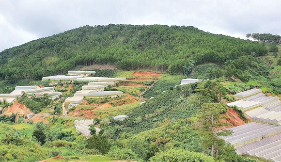 Muôn kiểu phá rừng - Bài 1: Rừng bị rỗng ruột ảnh 2