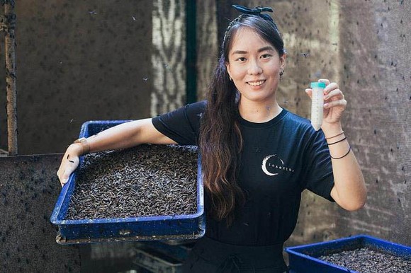 Chua Kai-Ning làm việc trong trang trại côn trùng