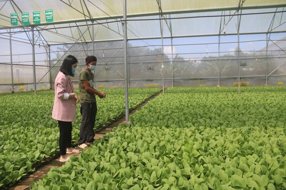 Bà Rịa - Vũng Tàu: Phát triển nông nghiệp công nghệ cao theo hướng bền vững ảnh 1