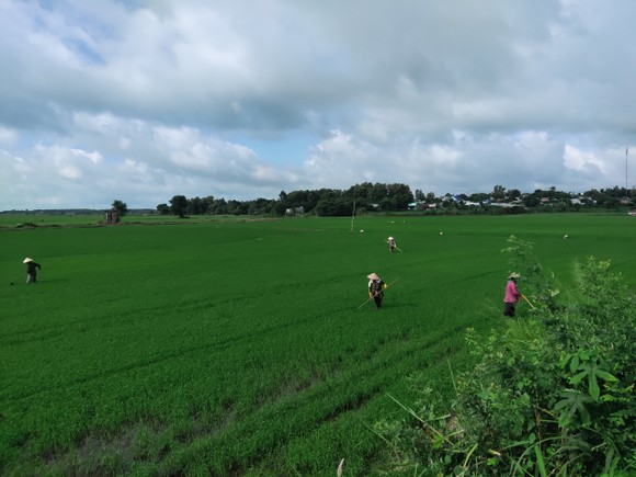 Bà Rịa - Vũng Tàu: Phát triển nông nghiệp công nghệ cao theo hướng bền vững ảnh 3