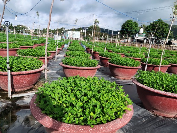 Bà Rịa - Vũng Tàu: Phát triển nông nghiệp công nghệ cao theo hướng bền vững ảnh 2