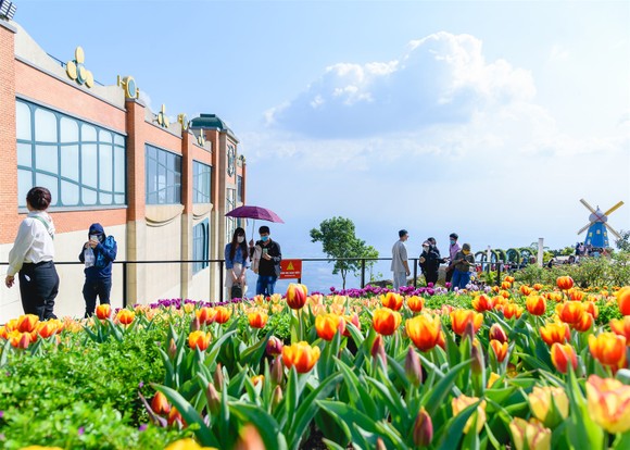 Hàng trăm ngàn du khách nô nức lên ngắm hoa tulip lần đầu xuất hiện trên đỉnh Núi Bà Tây Ninh ảnh 1