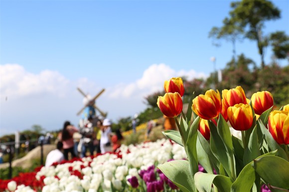 Hàng trăm ngàn du khách nô nức lên ngắm hoa tulip lần đầu xuất hiện trên đỉnh Núi Bà Tây Ninh ảnh 6